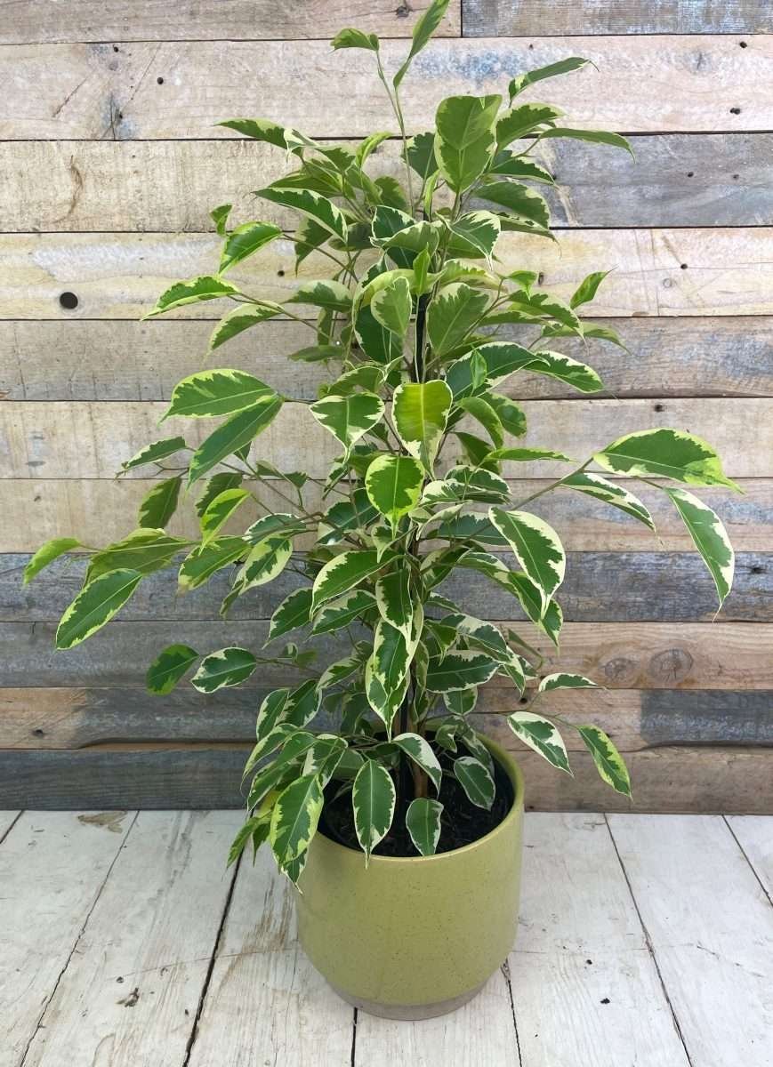 Benjamino fikusas (Ficus Benjamina)