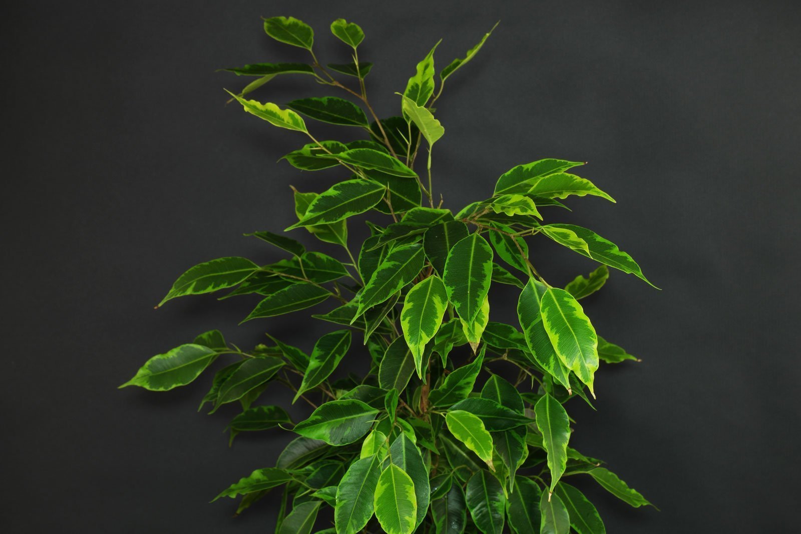 Benjamino fikusas (Ficus Benjamina)