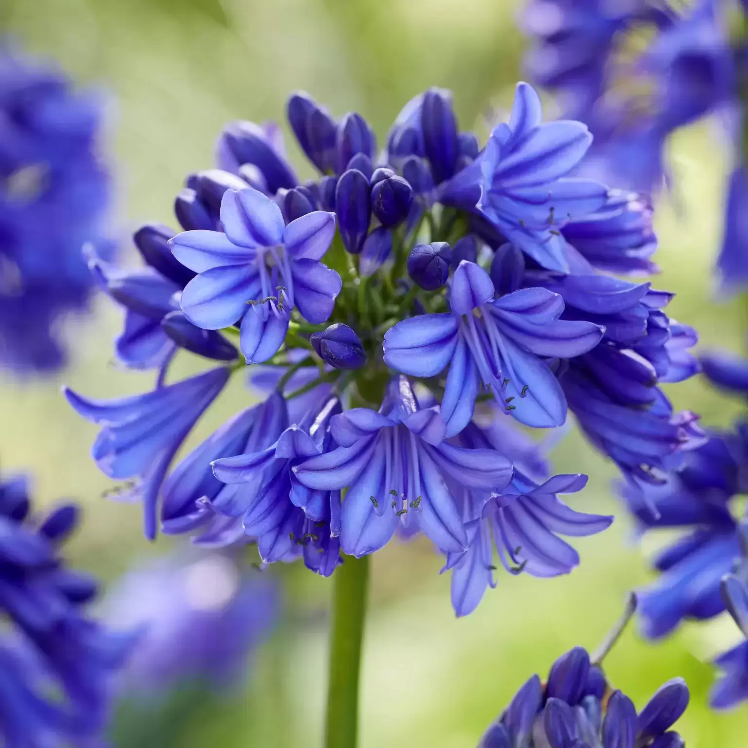 Lelijinių (Liliaceae) šeimos, daugiametis, labai puošnus žolinis augalas su ilgais, odiškais lapais ir mėsingomis, storomis šaknimis.
