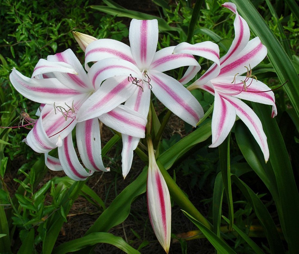 Amarilinių (Amaryllidaceae) šeimos, labai gražus kambarinis augalas su žemyn nukarusiais, blyškiai žaliais lapais ir kvapiais, baltais, rožiniais ir rausvai violetiniais žiedais