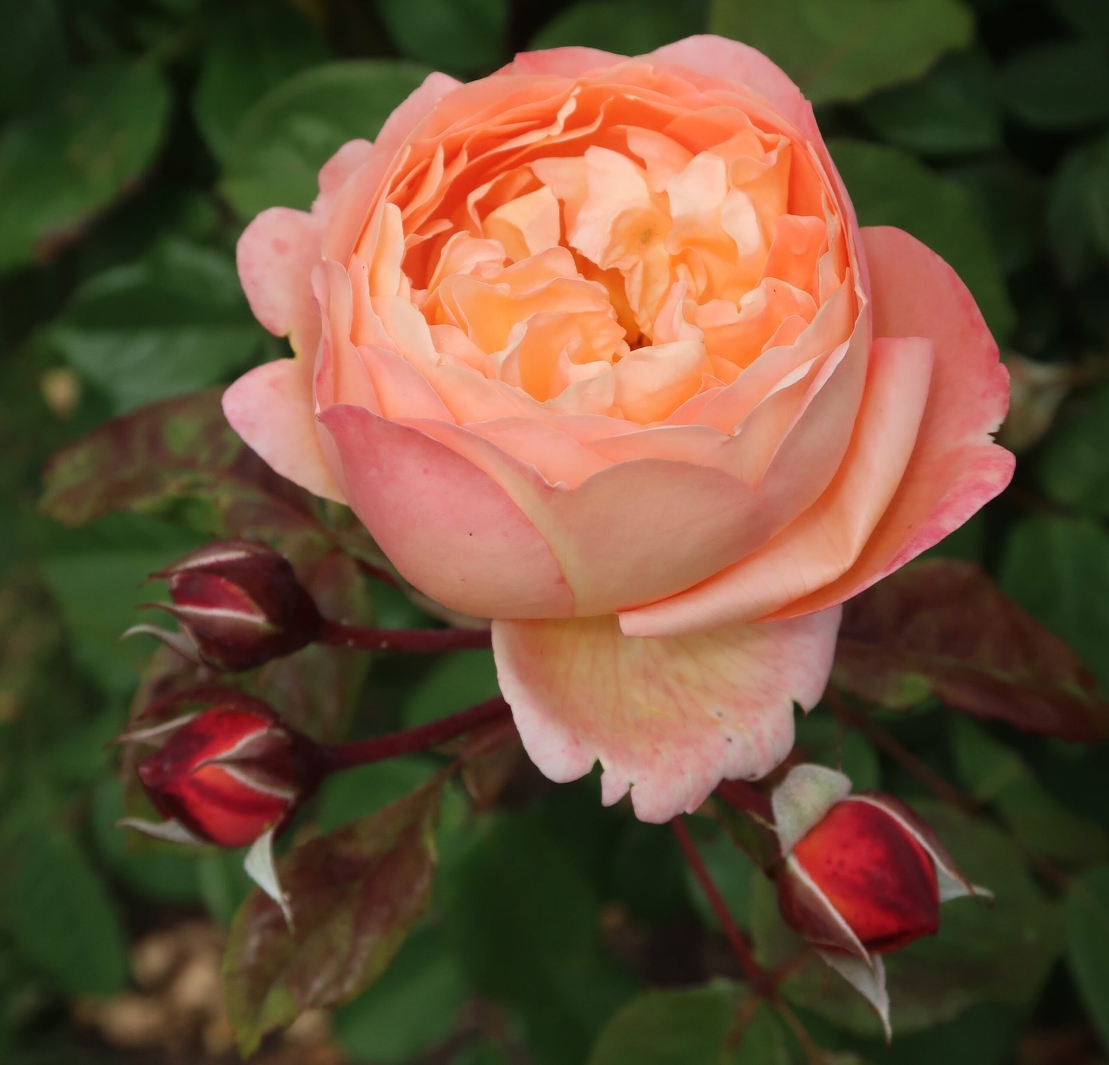 Erškėtinių (Rosaceae) šeimos, vienas gražiausių dekoratyvinių augalų, kuriuo buvo žavimasi jau žiloje senovėje.