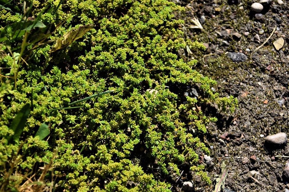 Mažalapė liepa – visiems gerai pažįstamas medis