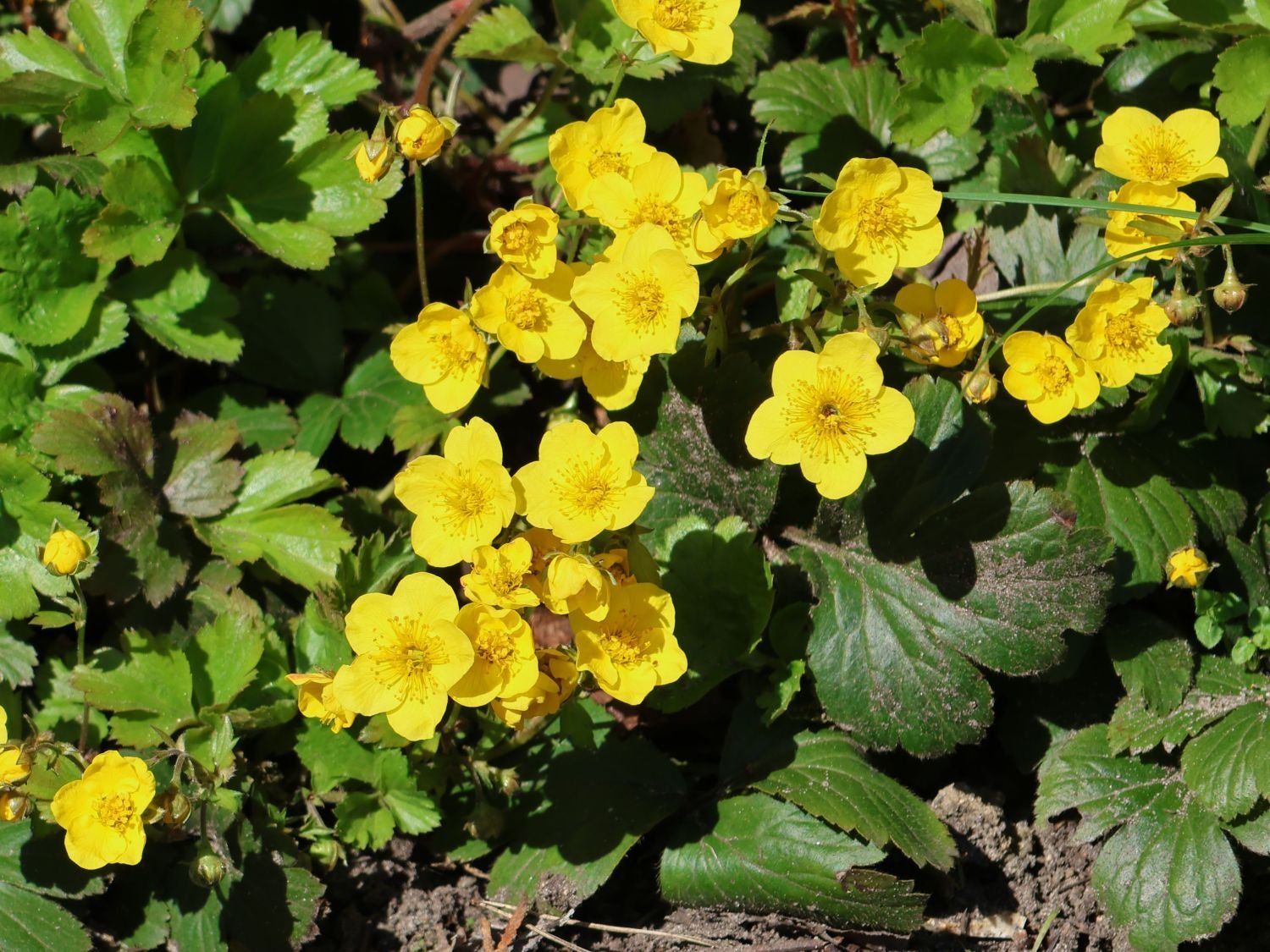 Valdšteinijų (Waldsteinia) daugiamečiai augalai
