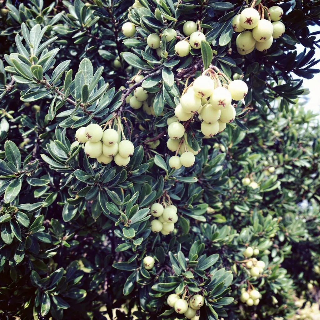 Akacija (Acacia)