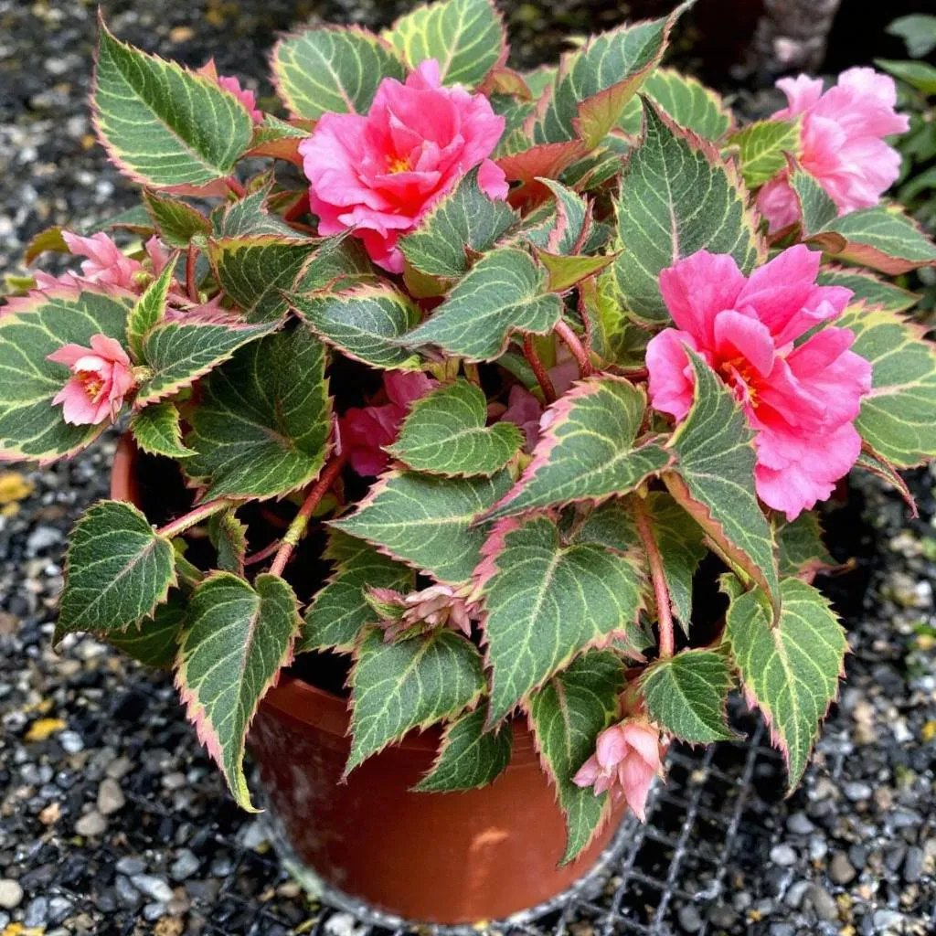 Kambarinė begonija (Begonia)