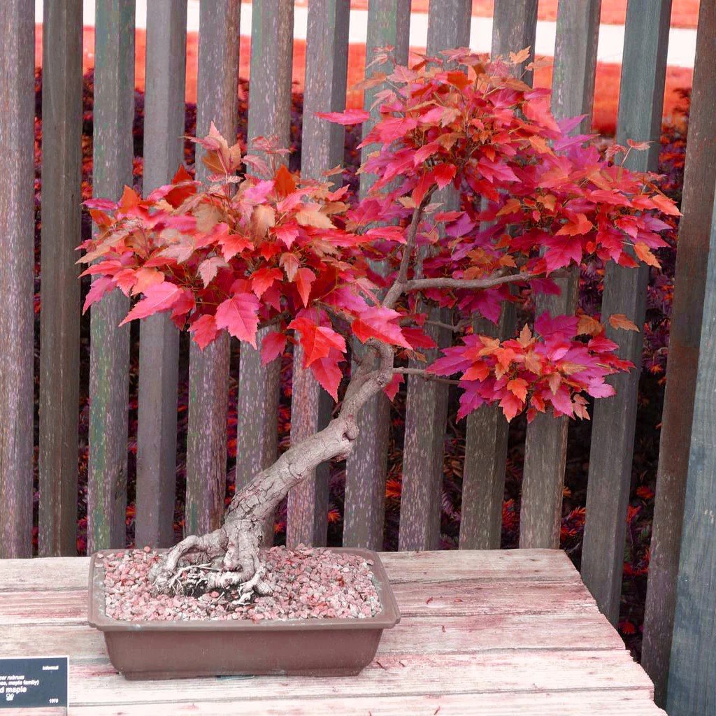 Pagrindiniai bonsai auginimo ir priežiūros principai