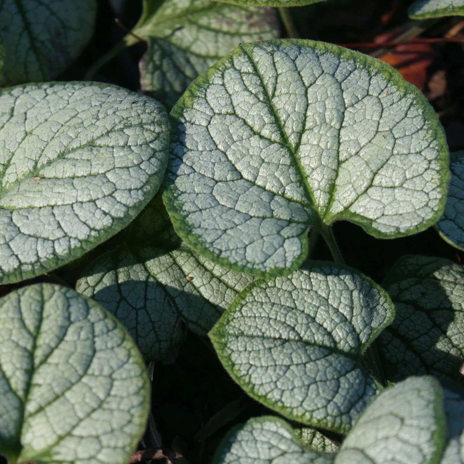 Brunera (Brunnera) – tai daugiametė dekoratyvinė gėlė