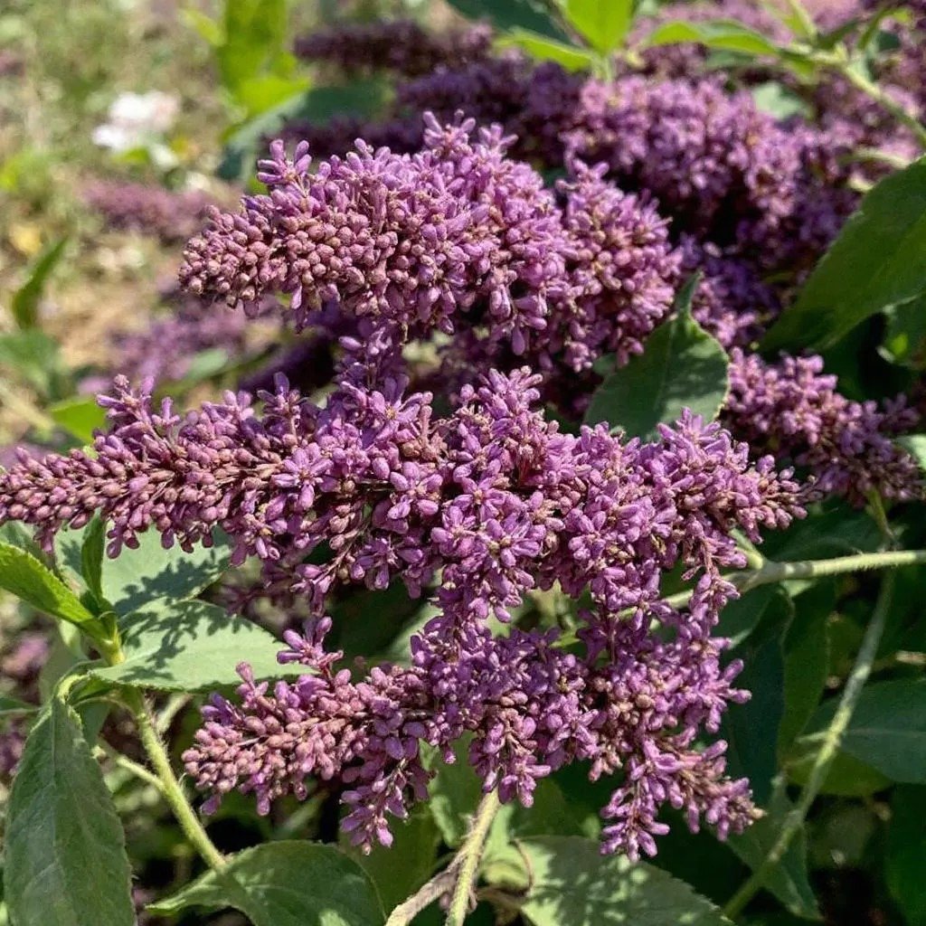 Budlėjos (Buddleja davidii) genėjimas